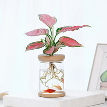 Load image into Gallery viewer, Meixuan Lazy Transparent Flowerpot Hydroponic Automatic Water Absorption Flowerpot