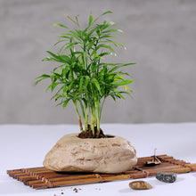 Load image into Gallery viewer, Succulent Flower Pots Imitation Stone Ceramic Potted Flower Pots