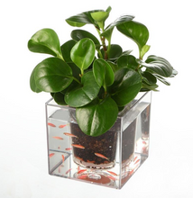 Load image into Gallery viewer, Fish Tank Flowerpot