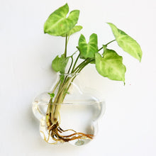 Load image into Gallery viewer, Fashion Wall Hanging Glass Flower Vase Terrarium Wall Fish Tank Aquarium Container Flower Planter Pots Home Garden Decoration