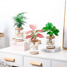 Load image into Gallery viewer, Meixuan Lazy Transparent Flowerpot Hydroponic Automatic Water Absorption Flowerpot