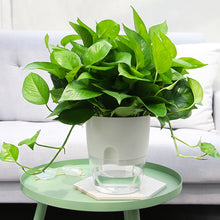 Load image into Gallery viewer, Automatic water absorption plastic flower pot
