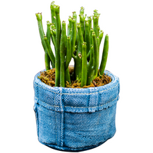 Load image into Gallery viewer, Jeans pocket flower pot small flower pot