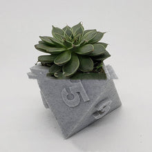 Load image into Gallery viewer, 3D Printed Plant Pot Table Top RPG Dice Succulent Planter Set Home Decoration Multifunction Garden Flower Pot
