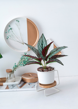 Load image into Gallery viewer, Geometric ceramic green plant pot
