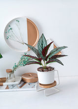 Load image into Gallery viewer, Geometric ceramic green plant pot
