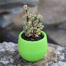 Load image into Gallery viewer, Round plastic plant pot
