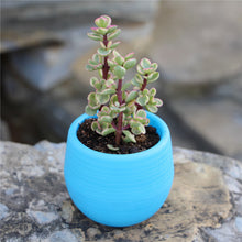 Load image into Gallery viewer, Succulents Flower Pots Mini Flower Pots Plastic Imitation Ceramic Stone Pill Flower Pots Color Full Resin Flower Pots

