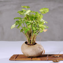 Load image into Gallery viewer, Succulent Flower Pots Imitation Stone Ceramic Potted Flower Pots
