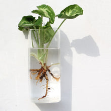 Load image into Gallery viewer, Fashion Wall Hanging Glass Flower Vase Terrarium Wall Fish Tank Aquarium Container Flower Planter Pots Home Garden Decoration

