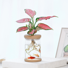 Load image into Gallery viewer, Meixuan Lazy Transparent Flowerpot Hydroponic Automatic Water Absorption Flowerpot
