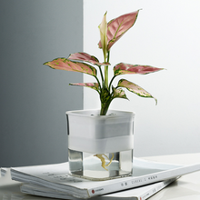 Load image into Gallery viewer, Green Radish Hydroponic Flowerpot Plastic Transparent Visible Plant Flowerpot
