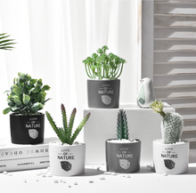 Load image into Gallery viewer, Succulent simulation plant small potted cactus ball
