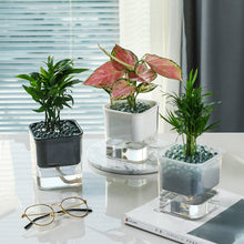 Load image into Gallery viewer, Automatic water-absorbing plastic flowerpot decoration
