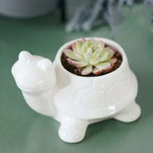 Load image into Gallery viewer, Succulent ceramic flowerpot
