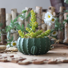 Load image into Gallery viewer, Cactus flower pot
