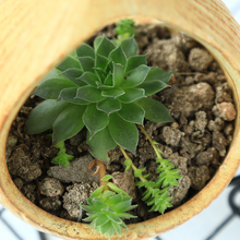 Load image into Gallery viewer, Landscape ceramic succulent flower pot
