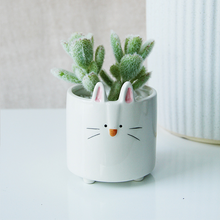 Load image into Gallery viewer, Personality succulent ceramic flowerpot
