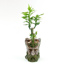 Load image into Gallery viewer, Strongwell Imitation Tree Head Old Man Flower Pot Container Garden Tree Man Figurine Planter Pot Desktop Home Decoration Gift
