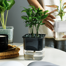 Load image into Gallery viewer, Green Radish Hydroponic Flowerpot Plastic Transparent Visible Plant Flowerpot
