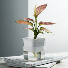 Load image into Gallery viewer, Green Radish Hydroponic Flowerpot Plastic Transparent Visible Plant Flowerpot
