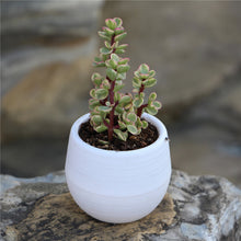 Load image into Gallery viewer, Round plastic plant pot
