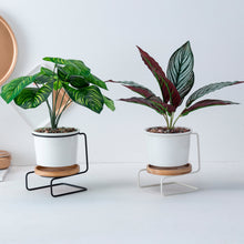 Load image into Gallery viewer, Geometric ceramic green plant pot
