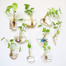 Load image into Gallery viewer, Fashion Wall Hanging Glass Flower Vase Terrarium Wall Fish Tank Aquarium Container Flower Planter Pots Home Garden Decoration
