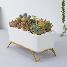 Load image into Gallery viewer, Huaxiaju Simple Nordic Creative Rectangular Succulent Flower Pot
