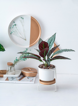 Load image into Gallery viewer, Geometric ceramic green plant pot
