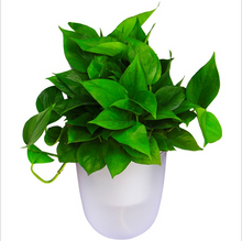 Load image into Gallery viewer, Hanging Flower Pots At Right-angle Corners On The Wall
