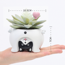 Load image into Gallery viewer, Come and see the world's succulent plant pots
