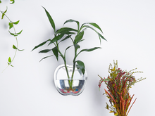 Load image into Gallery viewer, Hot wall greenkindergarten wall pot hydroponics Chlorophytum Home Furnishing study restaurant wall decorations
