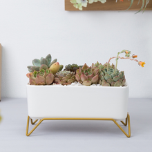 Load image into Gallery viewer, Huaxiaju Simple Nordic Creative Rectangular Succulent Flower Pot
