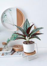 Load image into Gallery viewer, Geometric ceramic green plant pot
