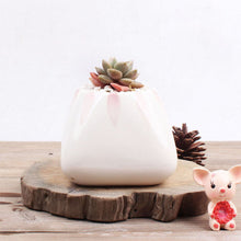 Load image into Gallery viewer, Creative Cute Succulent Flower Pot Handmade
