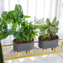 Load image into Gallery viewer, Automatic Water-absorbing Flower Pot Home Office Desktop Balcony
